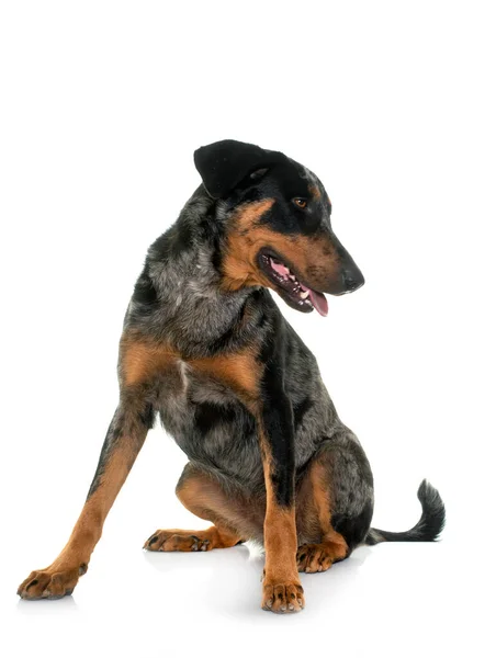 Weiblicher Harlekin Beauceron Vor Weißem Hintergrund — Stockfoto