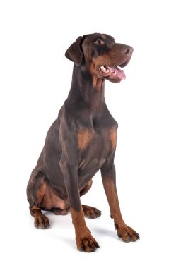 Dobermann beyaz arkaplanın önünde eziyor.