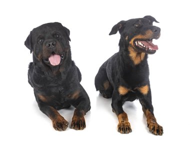 Berger de Beauce ve Rottweiler beyaz arkaplanın önünde