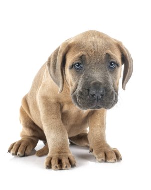 Beyaz arka planda köpek yavrusu İtalyan mastifi.