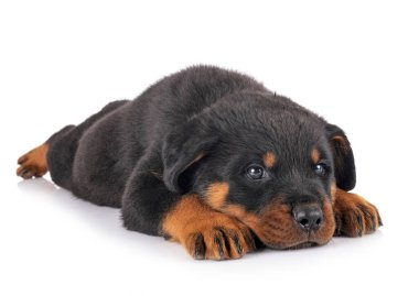 Beyaz arkaplan önünde köpek yavrusu rottweiler