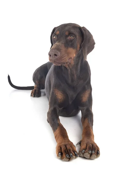 Dobermann Pinsher Voor Witte Achtergrond — Stockfoto