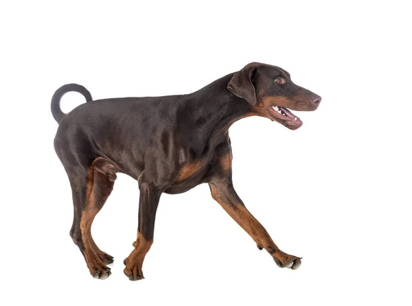 Dobermann Pinsher Voor Witte Achtergrond — Stockfoto