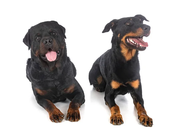 Berger Beauce Rottweiler Front White Background — Stock Photo, Image