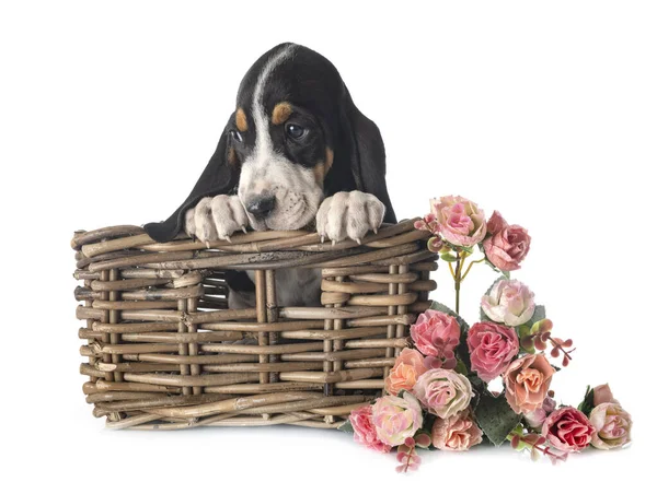 Puppy Bernese Schweizer Laufhund Белом Фоне — стоковое фото
