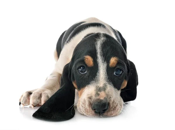 Chiot Bernese Schweizer Laufhund Devant Fond Blanc — Photo