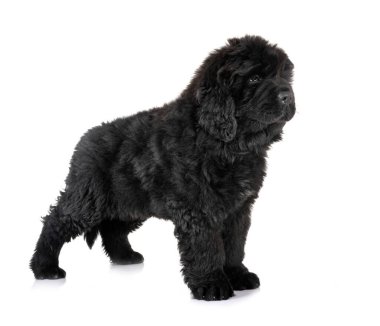 Köpek yavrusu Newfoundland köpeği beyaz arkaplan önünde