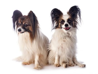 Beyaz arkaplan önünde papillon köpekler