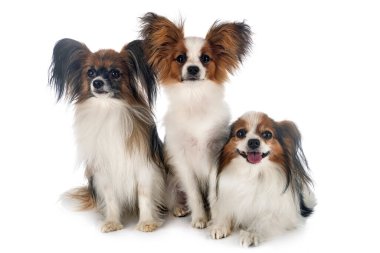 Beyaz arkaplan önünde papillon köpekler