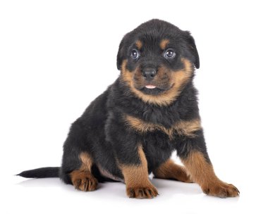 Beyaz arkaplan önünde köpek yavrusu rottweiler
