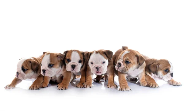 Cachorros Inglês Bulldog Frente Fundo Branco — Fotografia de Stock