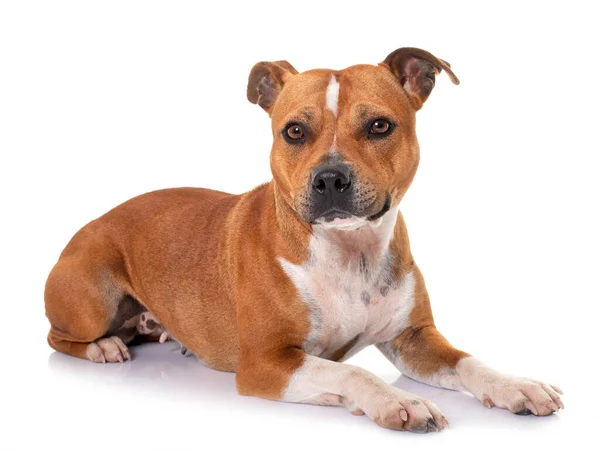 Stafforshire Tjur Terrier Framför Vit Bakgrund — Stockfoto