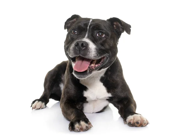 Stafforshire Bull Terrier Voorkant Van Witte Achtergrond — Stockfoto