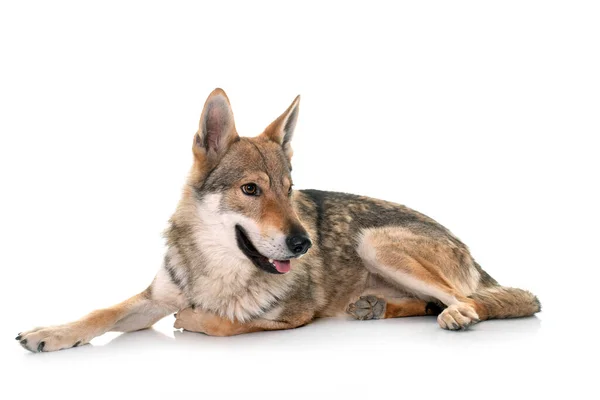 Czechoslovakian Wolf Dog Front White Background — Stock Photo, Image