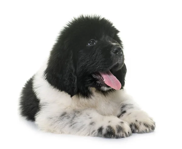 Cachorro Newfoundland Perro Frente Fondo Blanco —  Fotos de Stock