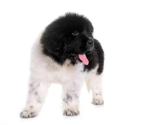 Szczeniak Nowa Fundlandia Pies Przed Białym Tle — Zdjęcie stockowe