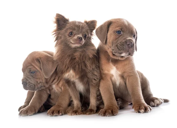 Puppies Italian Mastiff Chihuahua Front White Background — Stock Photo, Image