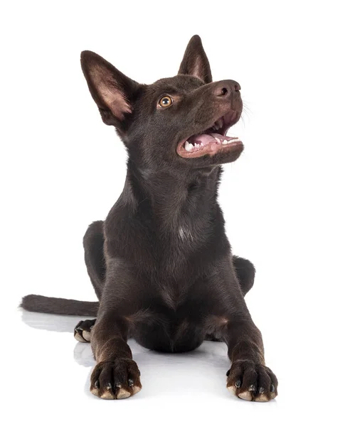 Australian Kelpie Front White Background — Stock Photo, Image