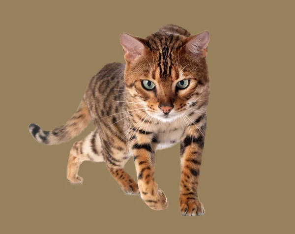 Bengal Cat Front Brown Background — Stock Photo, Image