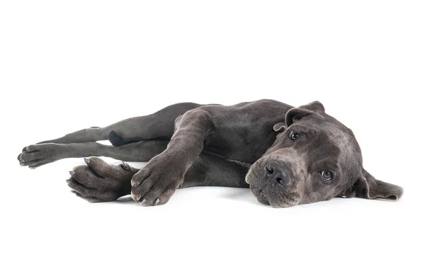 Cachorro Grande Dinamarquês Frente Fundo Branco — Fotografia de Stock