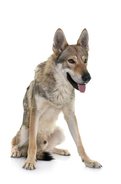 Perro Lobo Checoslovaco Delante Fondo Blanco —  Fotos de Stock