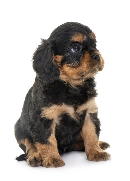 Puppy Cavalier Koning Charles Voorkant Van Witte Achtergrond — Stockfoto