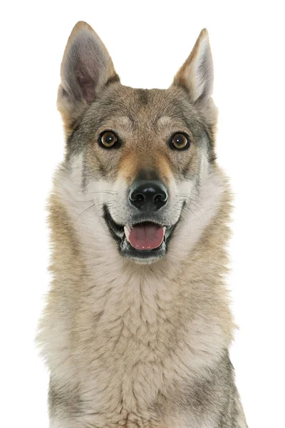 白い背景の前にいるチェコスロバキアのオオカミ犬 — ストック写真