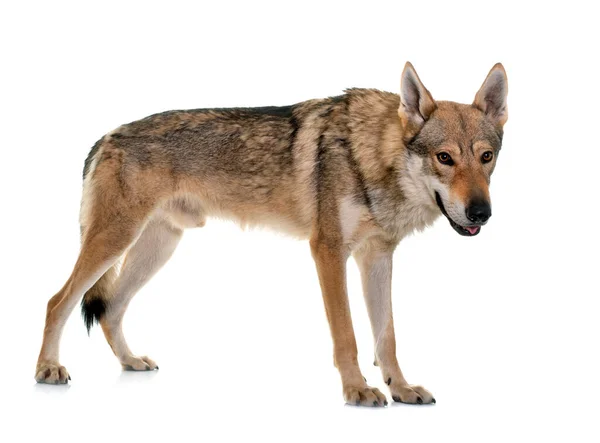 Tsjechoslowaakse Wolf Hond Voorkant Van Witte Achtergrond — Stockfoto