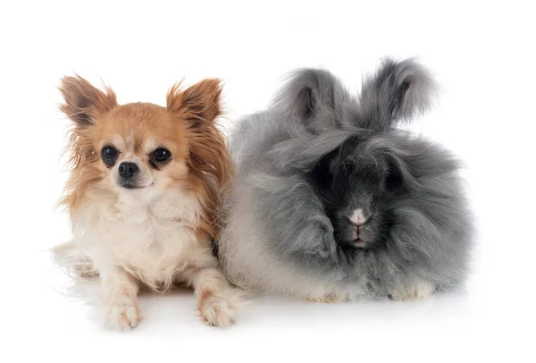 Engels Angora Chihuahua Voor Witte Achtergrond — Stockfoto