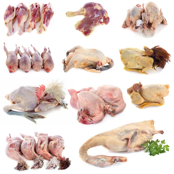 Poultry Meat Front White Background — Stock Photo, Image