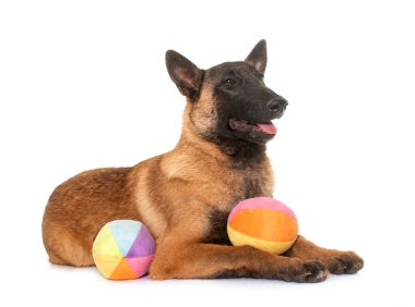 Beyaz arka planda genç Belçikalı çoban