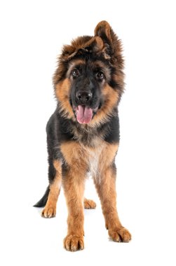 Beyaz arka planda köpek yavrusu Alman çoban köpeği.