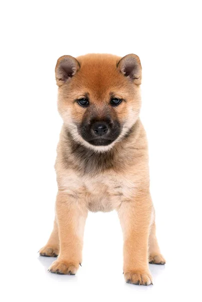 Kiskutya Shiba Inu Előtt Fehér Háttér — Stock Fotó