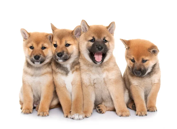 Valpar Shiba Inu Framför Vit Bakgrund — Stockfoto