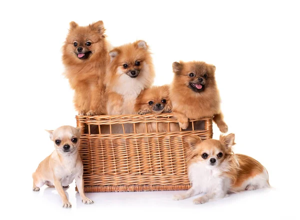 Jong Pomeranians Chihuahuas Voorkant Van Witte Achtergrond — Stockfoto
