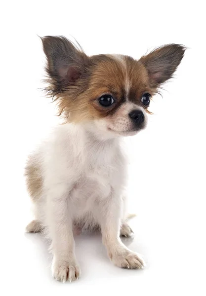 Little Chihuahua Front White Background — Stock Photo, Image