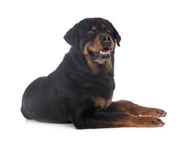 Beyaz arkaplan önünde safkan rottweiler