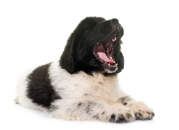 Cachorro Newfoundland Cão Frente Fundo Branco — Fotografia de Stock