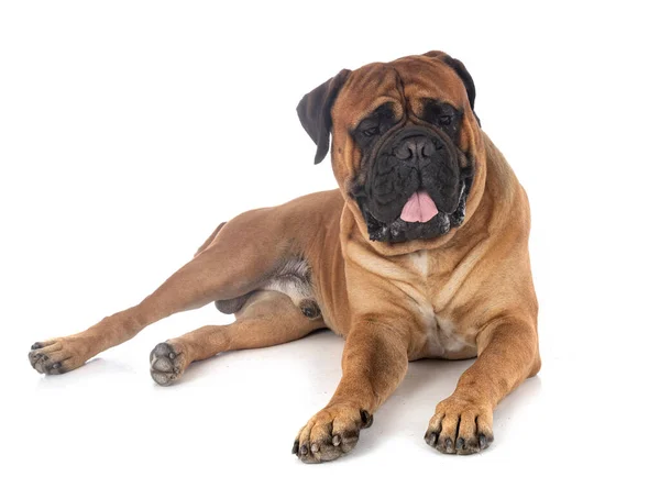 Jovem Bullmastiff Frente Fundo Branco — Fotografia de Stock