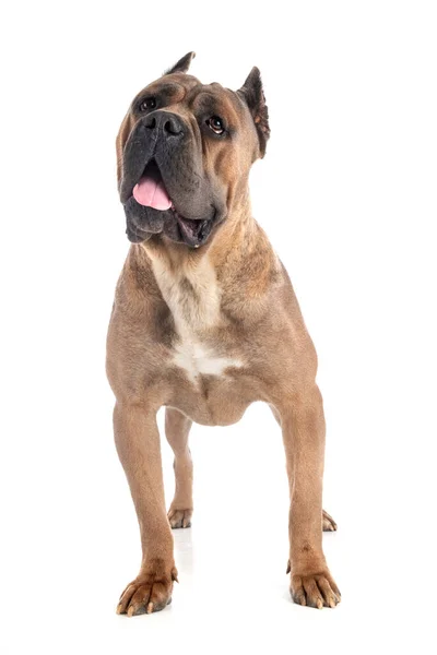 Volwassen Italiaanse Mastiff Voorkant Van Witte Achtergrond — Stockfoto