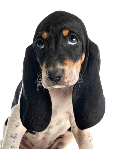 Chiot Bernese Schweizer Laufhund Devant Fond Blanc — Photo