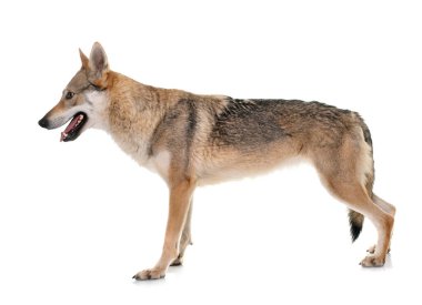  Beyaz arkaplan önünde czechoslovakian kurt köpeği