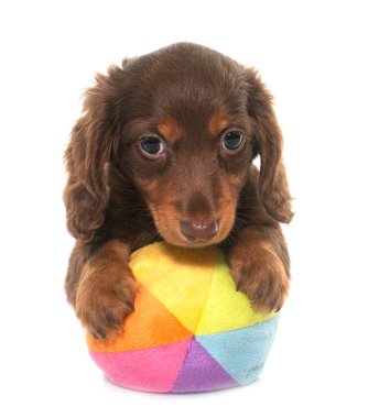 Beyaz arkaplan önünde uzun saçlı dachshund