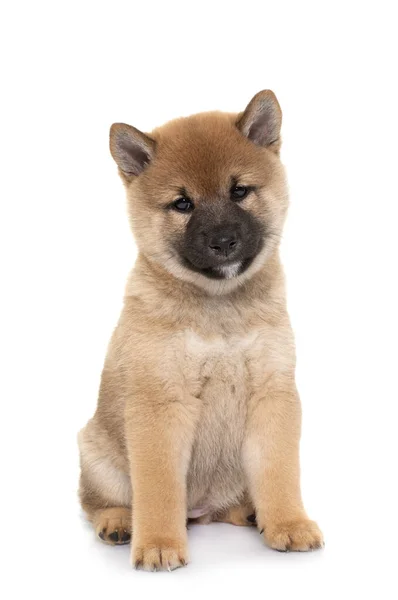 Filhote Cachorro Shiba Inu Frente Fundo Branco — Fotografia de Stock
