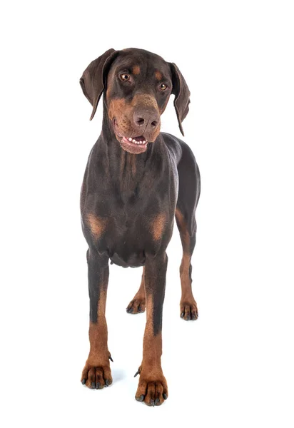 Dobermann Pinsher Frente Fundo Branco — Fotografia de Stock