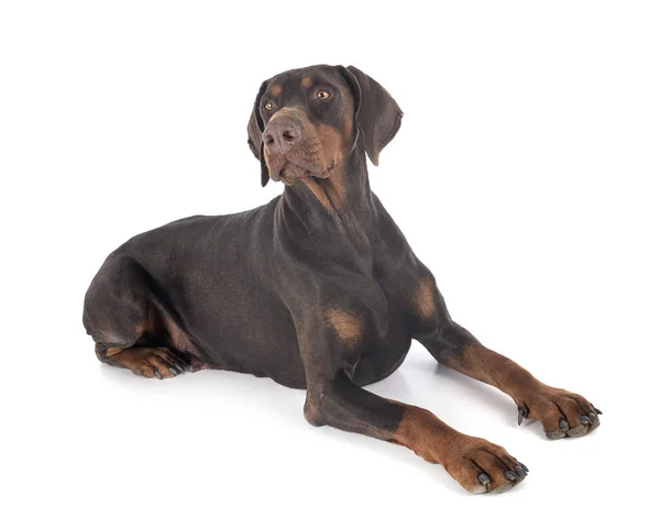 Dobermann Pinsher Voor Witte Achtergrond — Stockfoto