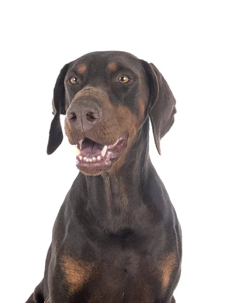 Dobermann Pinsher Voor Witte Achtergrond — Stockfoto