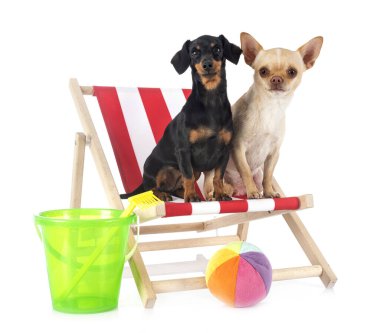 Beyaz arka planda siyah ve esmer Dachshund ve chihuahua