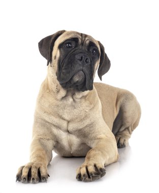 Beyaz arkaplan önünde genç bir boğa.