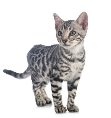 Bengal kedisi beyaz arka planda
